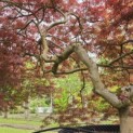 Acer palmatum 'Garnet' - 7