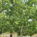 Liquidambar styraciflua - 3