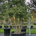 Quercus ilex - 1