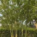 Acer negundo - 5