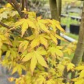 Acer palmatum 'Ueno Yama' - 1