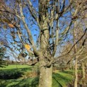Carpinus betulus 'Frans Fontaine'   (Fastigiata) - Foto 1