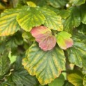Parrotia persica - 2