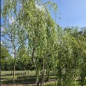 Salix x sepulcralis 'Chrysocoma' - 2