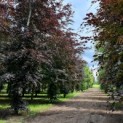 Fagus sylvatica 'Atropunicea' - Rode beuken zomer 2022 op de kwekerij van Ten Hoven Bomen
