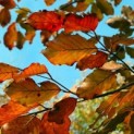 Fagus sylvatica 'Atropunicea' - rode beuk met herfstverkleuring