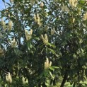 Prunus laurocerasus 'Rotundifolia' - Foto 3