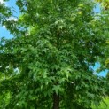 Liquidambar styraciflua - Afbeelding 3