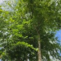 Gymnocladus dioica - 3