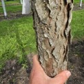 Gymnocladus dioica - 2