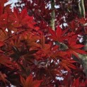 Acer palmatum 'Fireglow' - 2