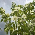 Cornus kousa 'Milky Way' - Foto 5