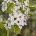 Pyus calleryana 'Chanticleer' - 2