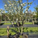 Malus domestica 'Jonagold' - 5
