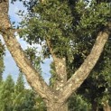 Quercus suber - Foto 1