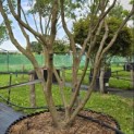 Cornus kousa 'Milky Way' - Foto 1