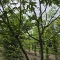 Carpinus betulus - 3