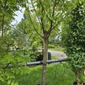 Prunus avium 'Sunburst' - 1