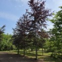 Fagus sylvatica 'Atropunicea' - Foto 2