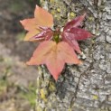 Liquidambar formosana var. monticola - 1