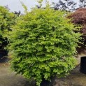 Fagus sylvatica - juni 2025