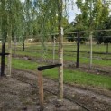 Salix x sepulcralis 'Chrysocoma' - Foto 2