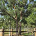 Pinus sylvestris - 2