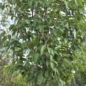 Prunus 'Sunset Boulevard' - Foto 4