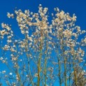 Magnolia loebneri 'Merrill' - Afbeelding 2