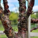 Prunus serrula - 2