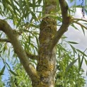 Salix x sepulcralis 'Chrysocoma' - Foto 4
