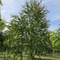Cercidiphyllum japonicum - mei 2026