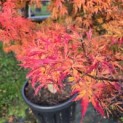 Acer palmatum 'Jerre Schwartz' - Foto 3
