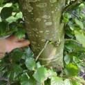 Fagus sylvatica - 4