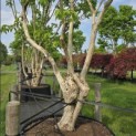 Heptacodium miconioides - Foto 3