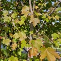 Acer Rubrum 'Brandywine' - 3