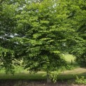 Carpinus betulus - 2