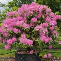 Rhododendron ponticum 'Roseum' - Foto 4