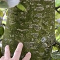 Fagus sylvatica 'Atropunicea' - 2