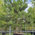 Pinus nigra 'Nigra' - 4