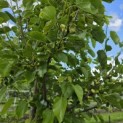 Morus alba 'White Berry' - Foto 5