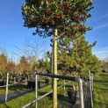 Ilex 'Nellie R. Stevens' - 2