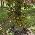 Fagus sylvatica 'Atropunicea' - 2