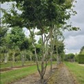 Parrotia persica - Foto 1