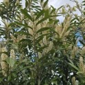 Prunus laur. Caucasica - 4