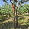 Pinus sylvestris - Foto 2