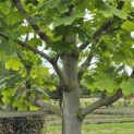 Acer platanoides 'Princeton Gold' - Foto 6