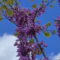 Cercis siliquastrum - 3