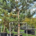 Pinus nigra 'Nigra' - Foto 5