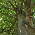 Tilia Tomentosa - Foto 1